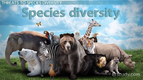 Unraveling Species Diversity Definition: Key Insights