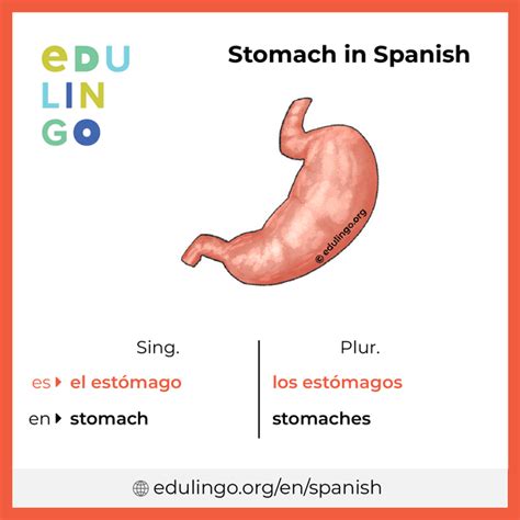 Mastering 'Stomach' in Spanish Quickly!