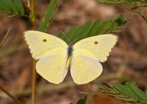 Sulphur Butterfly Magic: Rare Beauty Unveiled