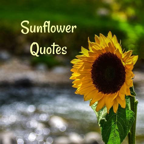 Sunflower Quotes 20 Best Sunflower Sayings With Images Sunflower Sunflower Quotes 20 Best Sunflower Sayings With Images Sunflower