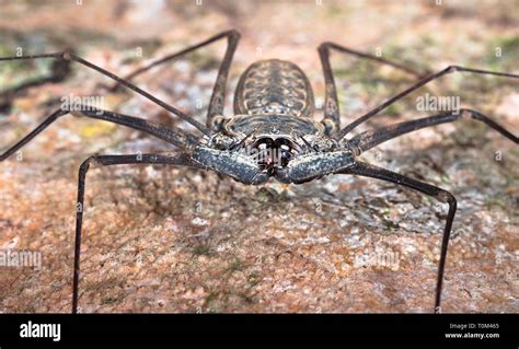 Discover the Enigmatic Tailless Whip Spider: Nature's Hidden Marvel