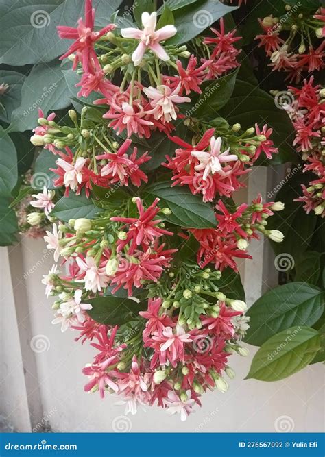 Tattoo Amp 39 7 Amp 39 With Victorian Vines Tattoo Amp 39 7 Amp 39 With Victorian Vines