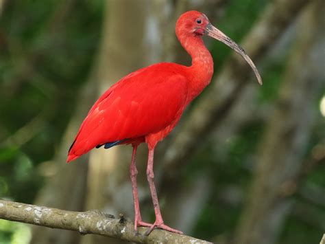 Unveiling the Mystery of 'The Scarlet Ibis'