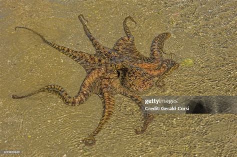 Rare Twospot Octopus Unveiled: Stunning Discovery