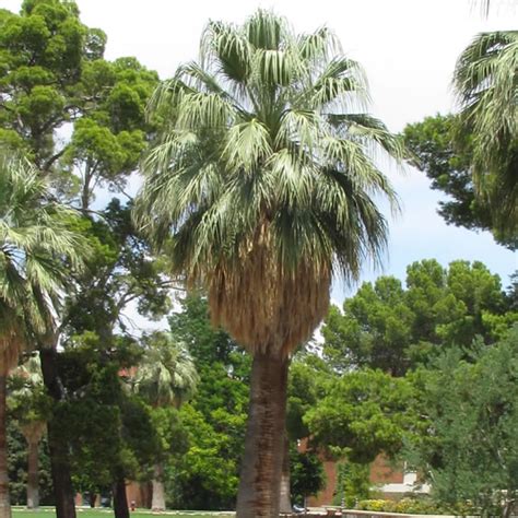 Washingtonia Filifera: Secret Garden Splendor Revealed
