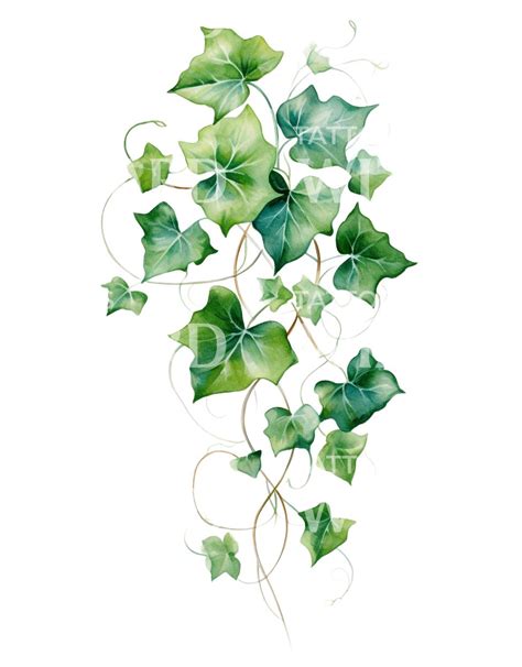 Watercolor Ivy Tattoo Design Tattoos Wizard Designs Watercolor Ivy Tattoo Design Tattoos Wizard Designs