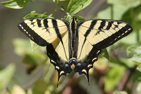 Discover the Splendor of the Western Tiger Swallowtail Butterfly