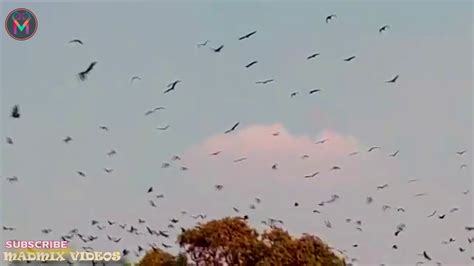 Bat Groups: The Mysteries Behind Their Names