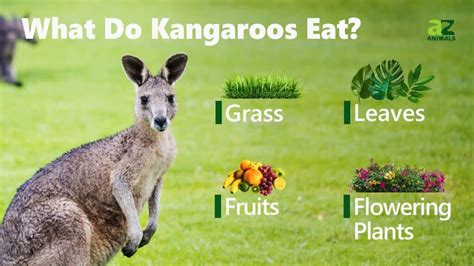 Discover Kangaroo Diet: What Do Kangaroos Eat Naturally