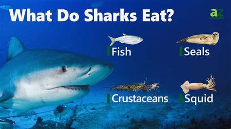 Shark Diet: What Natural Predators Eat
