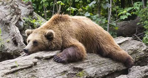 What Eats Bears: Uncovering Bear Diet Mysteries