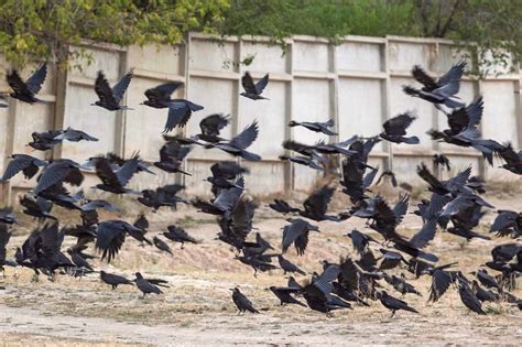 Mystery Behind Flock of Ravens Term