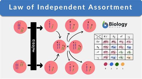 Discover 'What Is Independent Assortment'?
