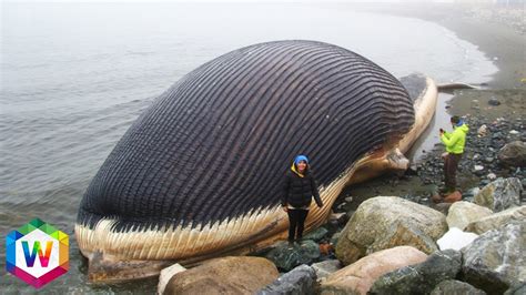 Biggest Thing: World's Ultimate Mystery Unveiled