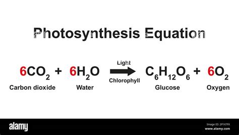 Photosynthesis Equation Revealed: Key to Plant Life
