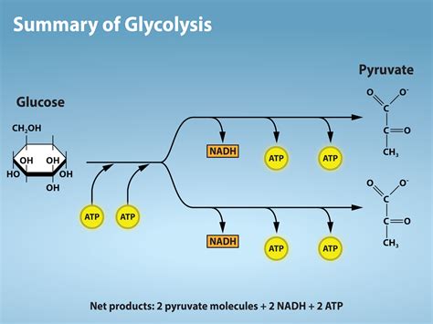 Discover: Where Glycolysis Happens, Precisely