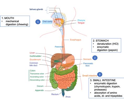 Protein Digestion: Key Stages Explored