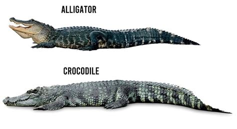 Alligator vs Crocodile: Which is More Dangerous? Find Out Now!